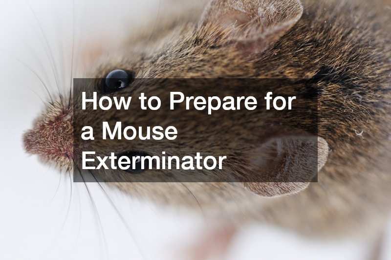 How to Prepare for a Mouse Exterminator